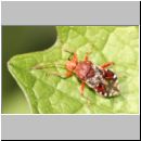 Rhopalus subrufus  - Glasfluegelwanze 01 7mm.jpg